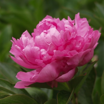 Paeonia lactiflora - 'Edulis Superba' Peony