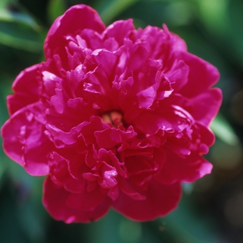 Paeonia lactiflora 'Felix Crousse' - Felix Crousse Peony