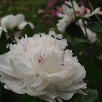 Paeonia lactiflora - Festiva Maxima Peony