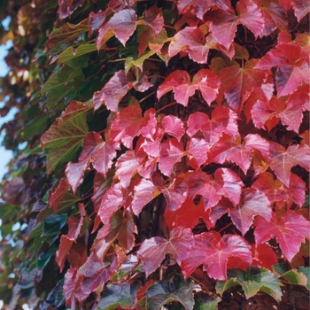 Parthenocissus tricuspidata (Boston Ivy) - Boston Ivy