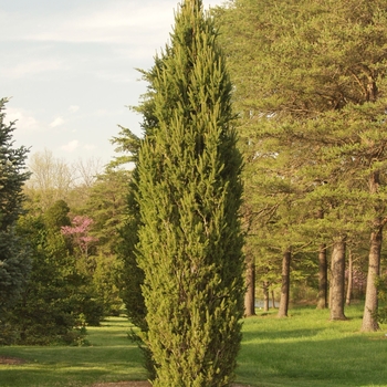 Picea abies 'Cupressina' - Cupressina Norway Spruce