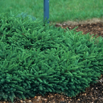 Picea abies 'Pumila' - Dwarf Norway Spruce