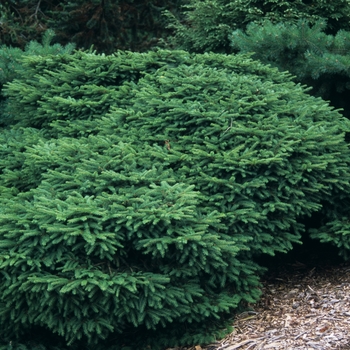 Picea abies - Sherwood Compact Norway Spruce