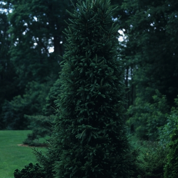 Picea mariana 'Wellspire' - Wellspire Spruce