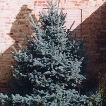 Picea pungens - Colorado Spruce