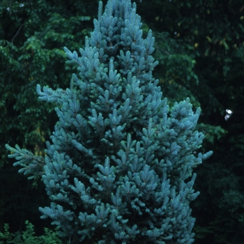 Picea pungens - Blue Totem Spruce