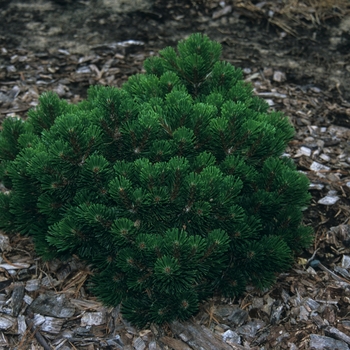 Pinus mugo 'Sherwood Compact' - Sherwood Compact Compact Mugo Pine