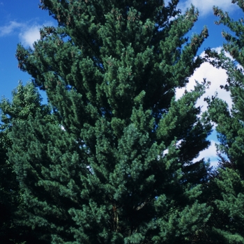 Pinus strobus 'Fastigiata' - Columnar White Pine