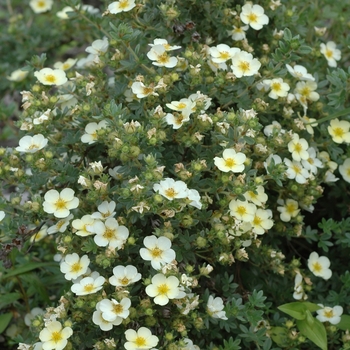Potentilla fruticosa - Summer Dawn Potentilla