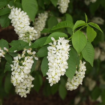 Prunus padus var. commutata - Mayday Tree