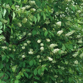 Prunus virginiana - Western Green Chokecherry