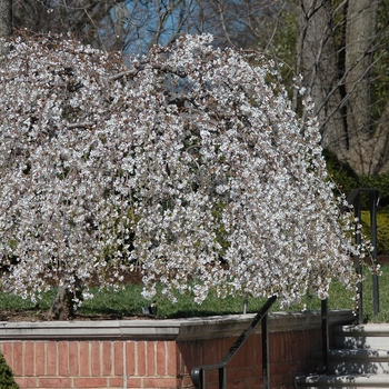 Prunus x 'Snofozam' - Snow Fountain Weeping Cherry