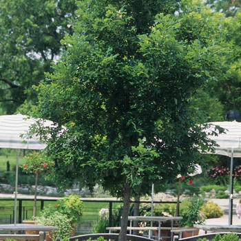 Quercus macrocarpa - Bur Oak