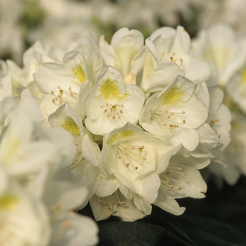Rhododendron - 'Chionoides'