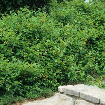 Rhus aromatica 'Gro-Low' - Gro-Low Fragrant Sumac