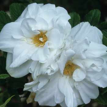 Rosa - 'Blanc Double De Coubert' Rose