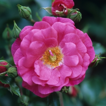 Rosa 'Flower Carpet Pink' - Pink Flower Carpet Rose