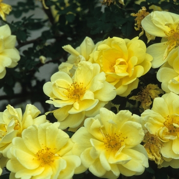 Rosa 'Harrison's Yellow' - Harrison's Yellow Rose