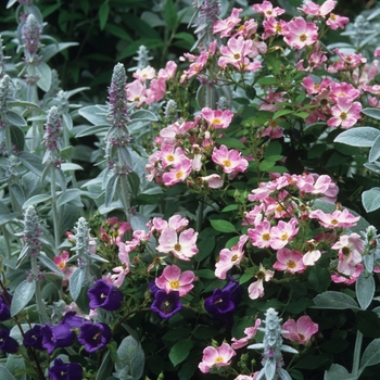 Rosa 'Nearly Wild' - Nearly Wild Pink Rose