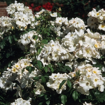 Rosa - Sally Holmes Rose