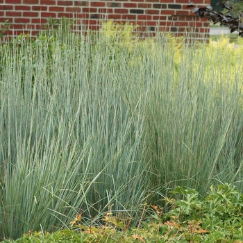Schizachyrium scoparium - The Blues Little Bluestem