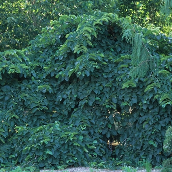 Ulmus glabra 'Camperdownii' - Camperdown Elm, Umbrella tree