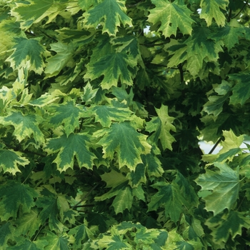 Acer platanoides 'Drummondii' - Silver Variegated Maple
