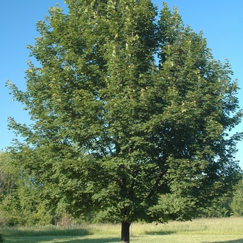 Acer truncatum x platanoides 'Keithsform' - Norwegian Sunset&reg; Maple