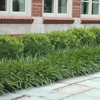 Buxus - Green Velvet Boxwood