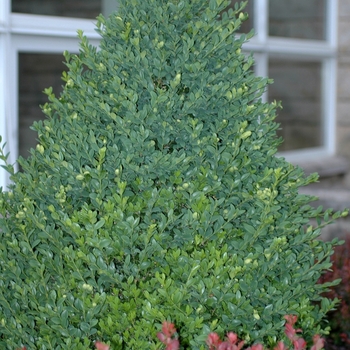 Buxus - Green Mountain Boxwood