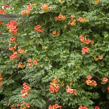 Campsis radicans - Trumpet Vine