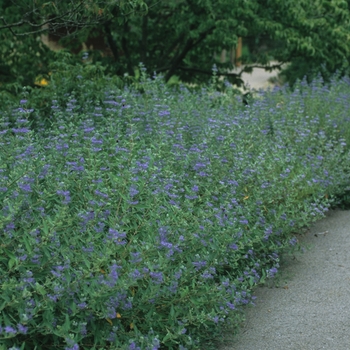 Caryopteris x clandonensis 'Dark Knight' - Dark Knight