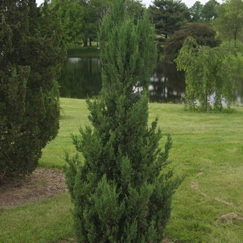 Juniperus chinensis - Blue Point Chinese Juniper