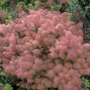 Cotinus coggygria - Old Fashioned Smoke Tree