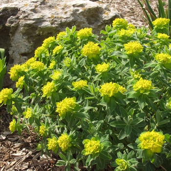 Euphorbia polychroma - Cushion Spurge
