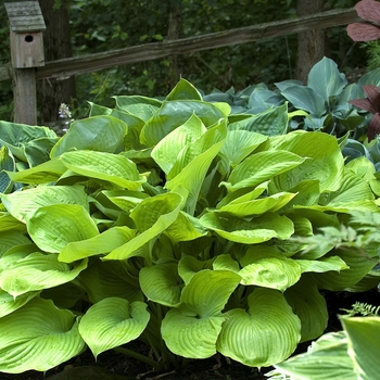 Hosta 'Sum and Substance' - Plantain Lily