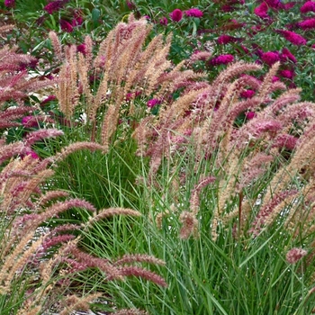 Pennisetum orientale 'Karley Rose' - Karley Rose Fountain Grass