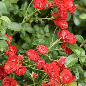 Rosa 'Meipreston' PP13500 - Ruby Meidiland Rose