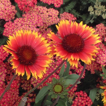 Gaillardia 'Dazzler' - Blanket Flower