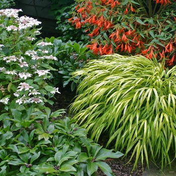 Hakonechloa macra - 'Aureola' Hakon grass