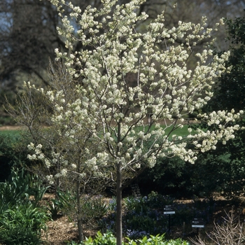 Amelanchier x grandiflora - Autumn Brilliance Serviceberry