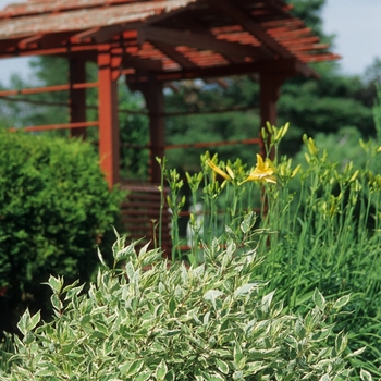 Cornus alba 'Bailhalo' - Ivory Halo&reg; Dogwood