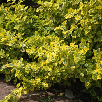 Euonymus fortunei 'Emerald n Gold' - Emerald n Gold Euonymous