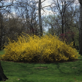 Forsythia x intermedia 'Lynwood Gold' - Lynwood Gold Forsythia