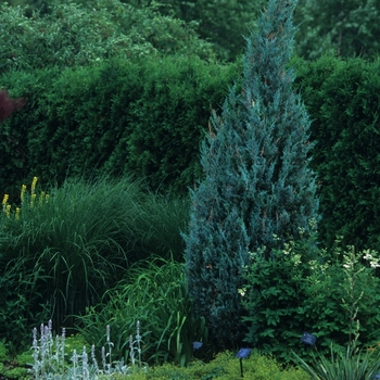 Juniperus scopulorum 'Wichita Blue' - Wichita Blue Juniper