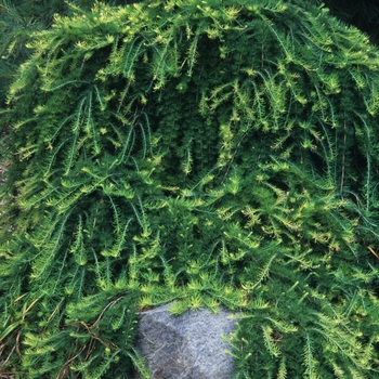 Larix decidua - 'Pendula' Weeping European larch