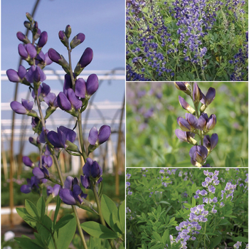 Baptisia - Baptisia False Indigo