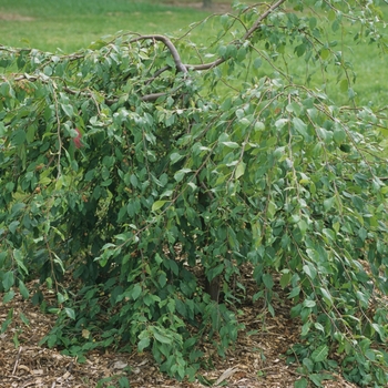 Malus hybrid - Louisa Weeping Crabapple