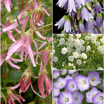 Campanula - Assorted Bellflower
