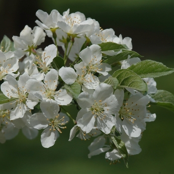 Malus sargentii 'Tina' - Sargent Tina Crabapple